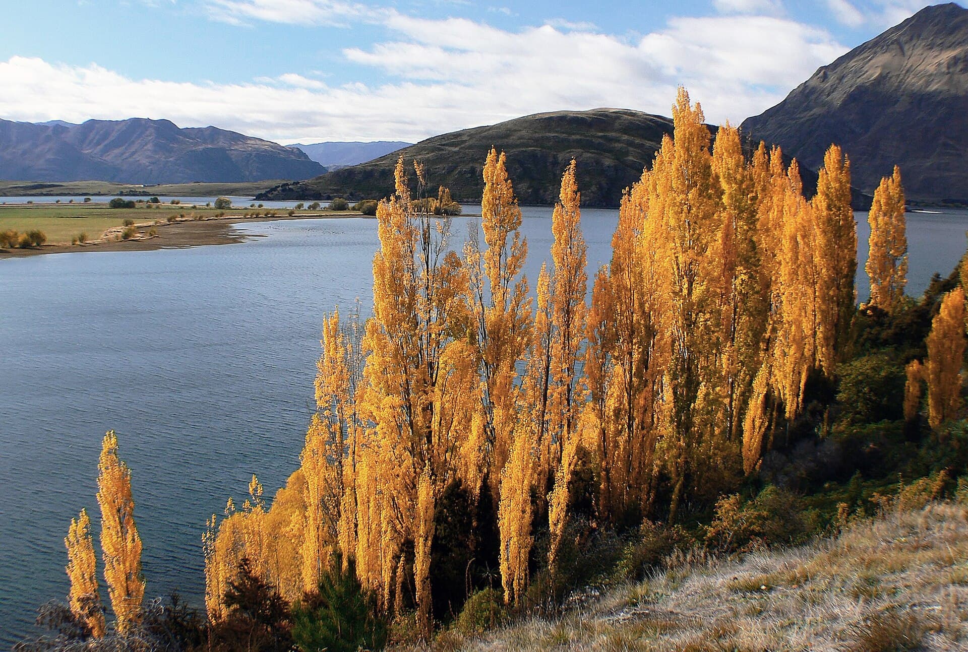 Golden poplar trees beside Glendhu Bay, with the lake and hills beyond.