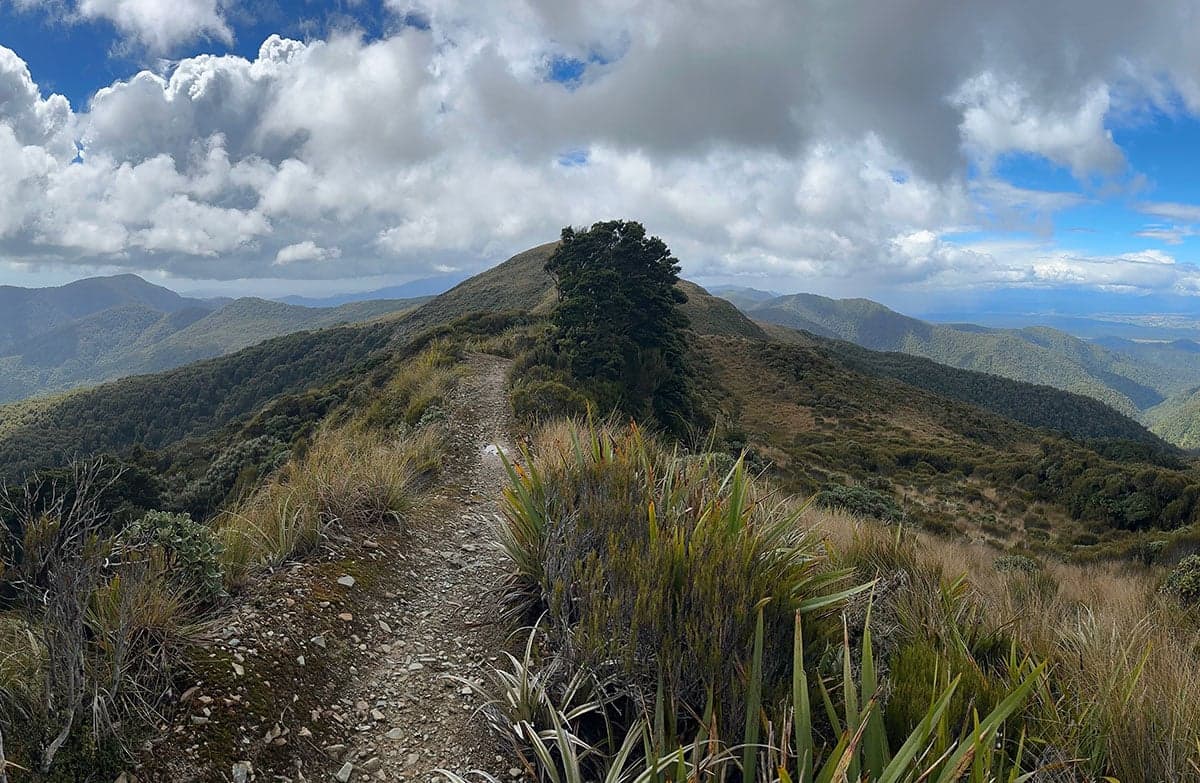 Paparoa Ranges on the Paparoa Track.
