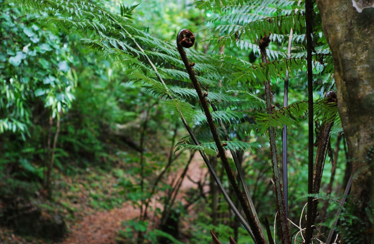 Nga Taonga Nature Walk.