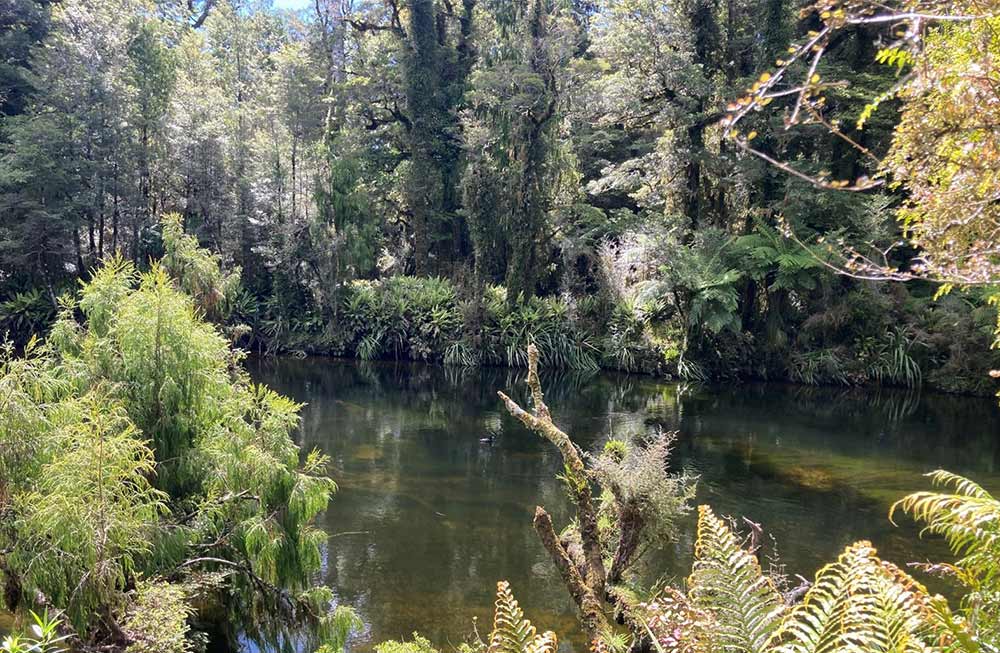Lake Ellery Track