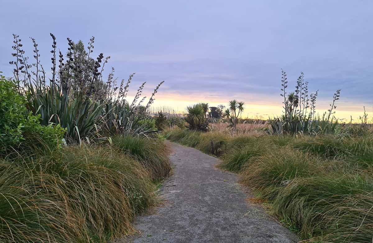 A gravel path winds between native bushes and shrubland