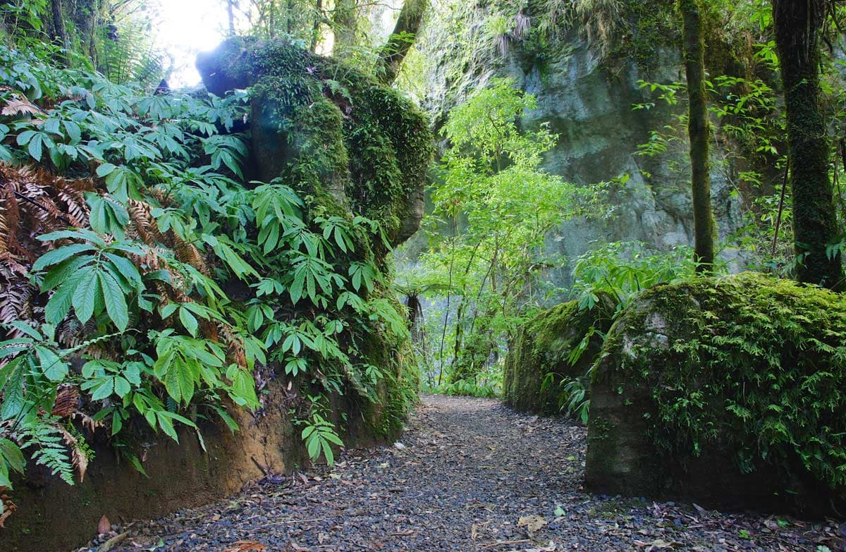 Track at Mangapohue Natural Bridge.