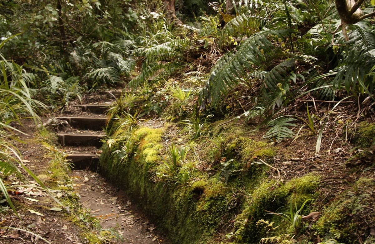 Dawson Falls Track.