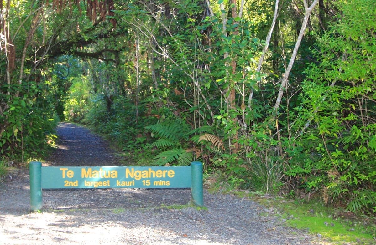 Te Matua Ngahere walkway.
