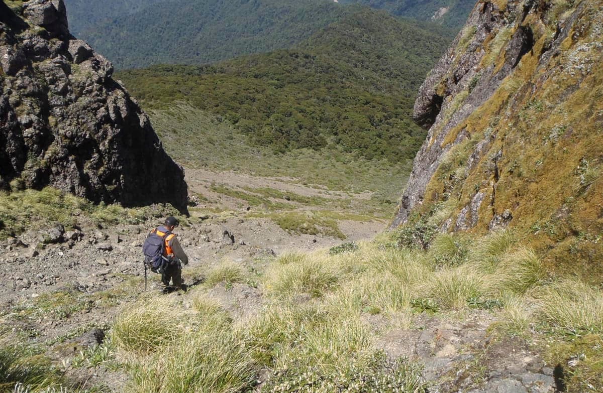 Mount Hikurangi track.
