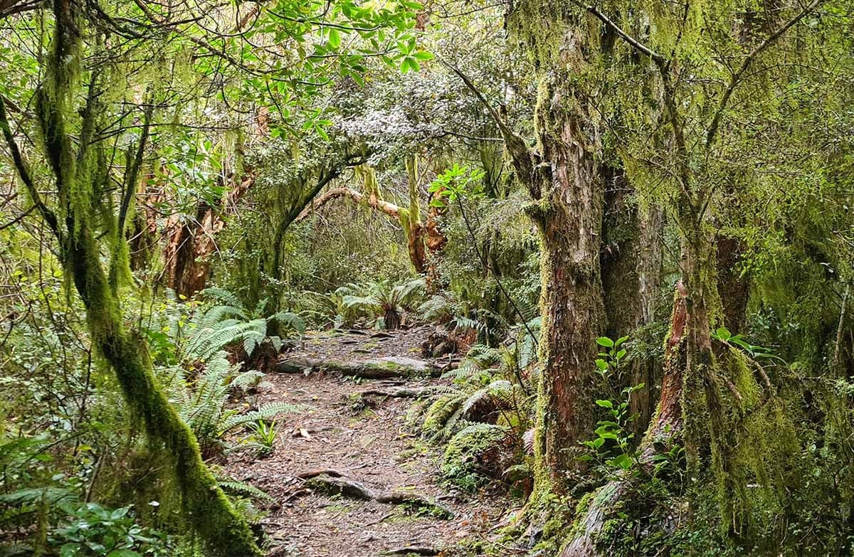 Dense native forest covered in hanging moss. A small track pushes through the forest.
