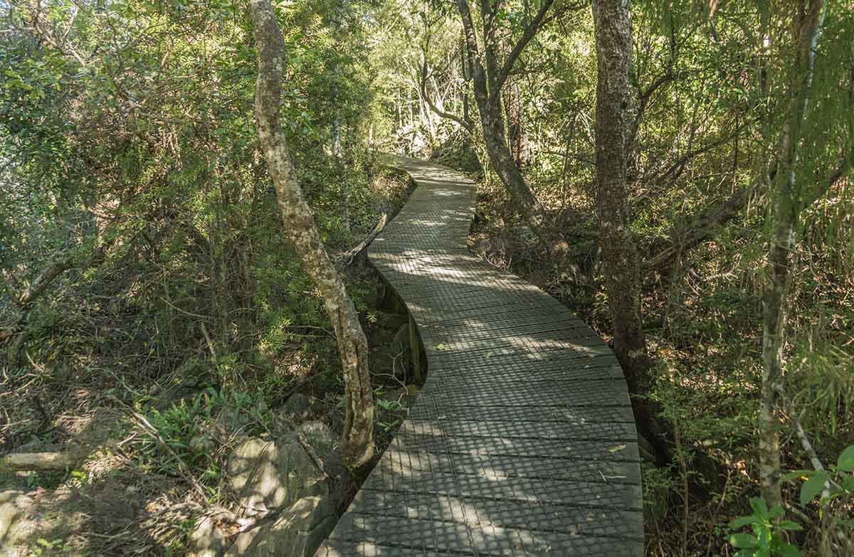 Boardwalk snaking through wooded area.