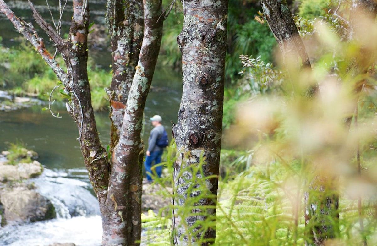 Walker enjoying Taheke Waterfall Track.