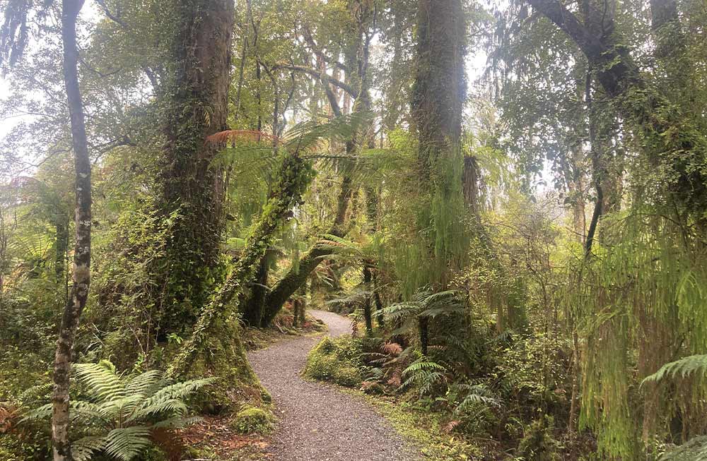 Kahikatea Swamp Forest Walk