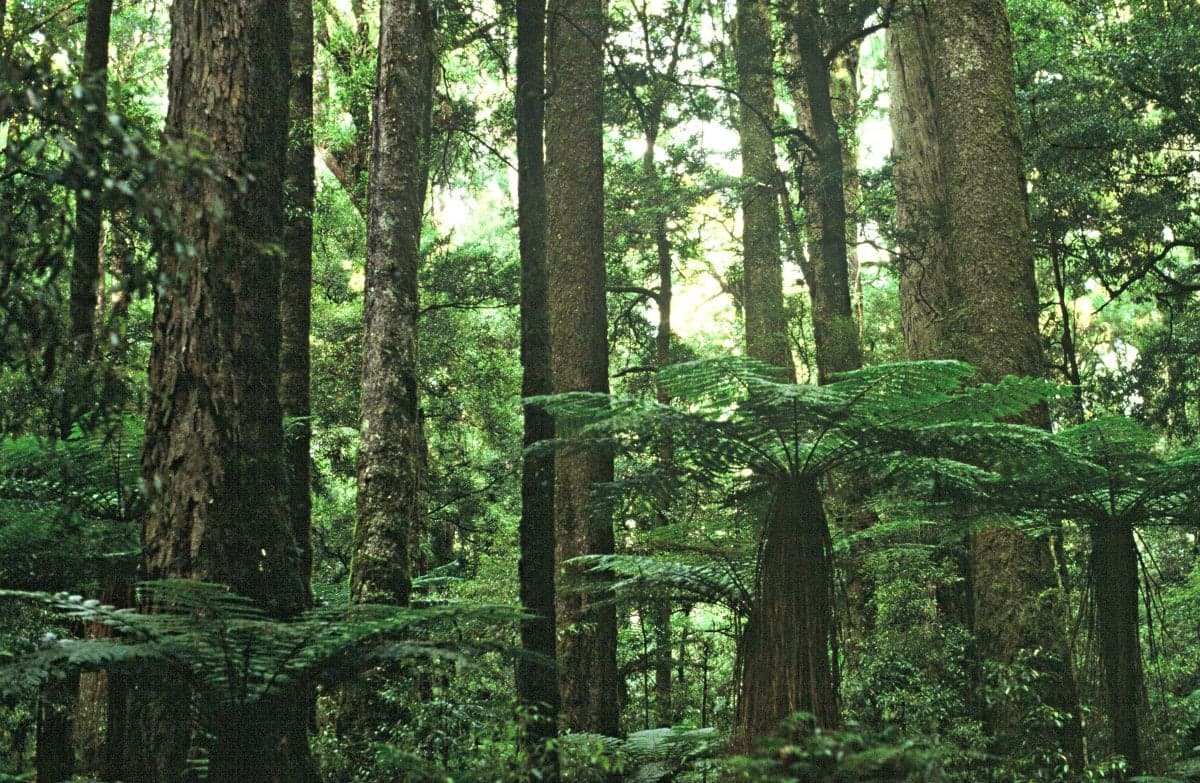Typical podocarp forest.