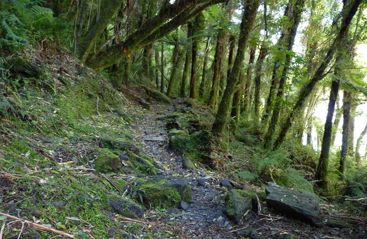 A bush track with moss covered trees and orange track markers on two of them.