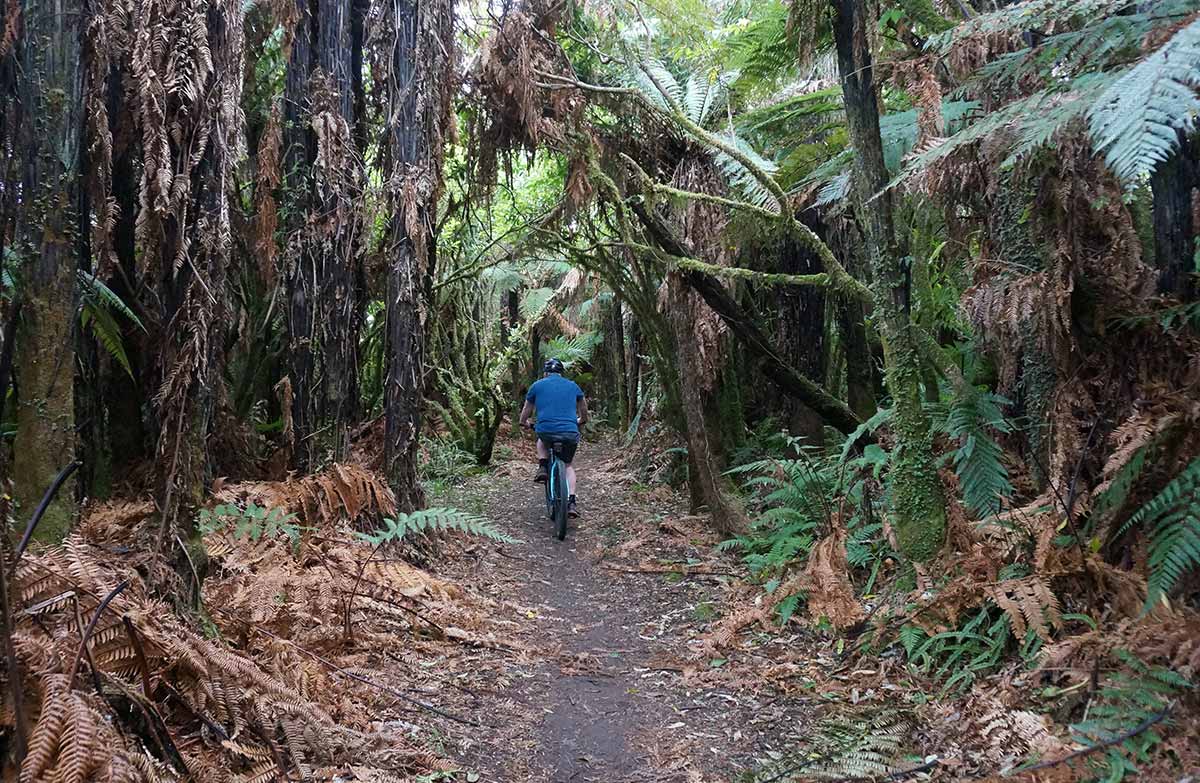 A cyclist on a narrow path between ferns.