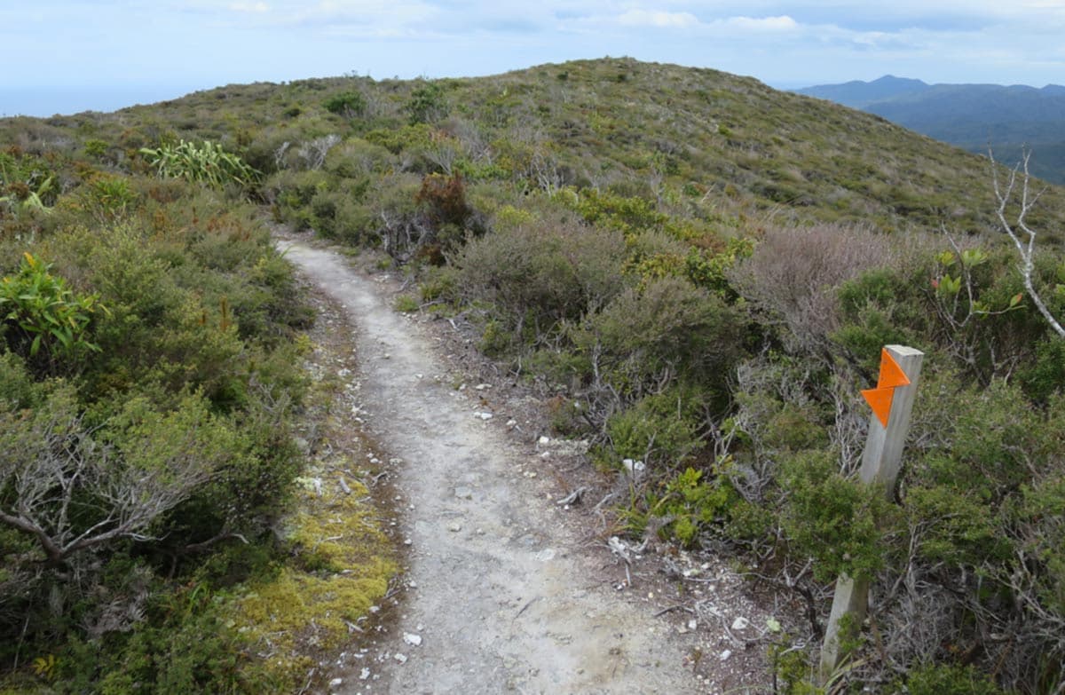 Vegetation on Te Ahumata track.