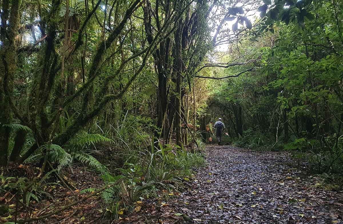 A gravel track weaves between old native forest