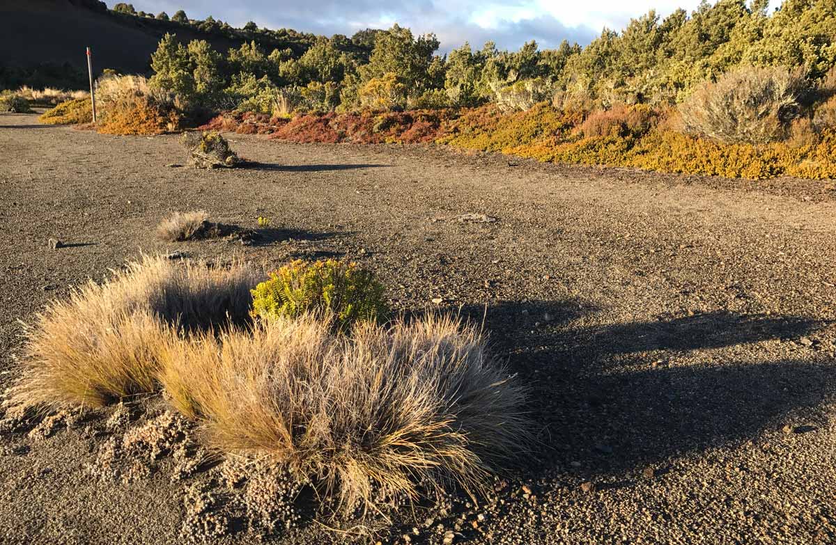 Waihohonu Hut to Rangipo Hut