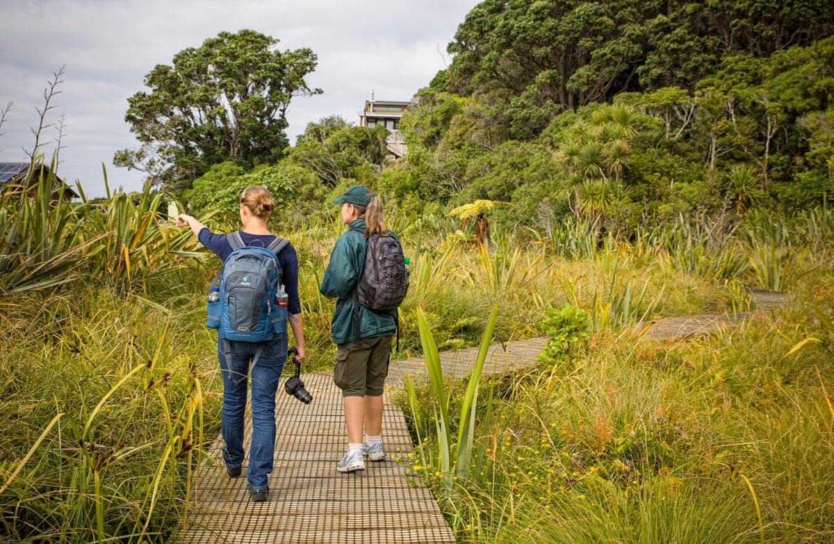 Boardwalk on Kapiti Island.