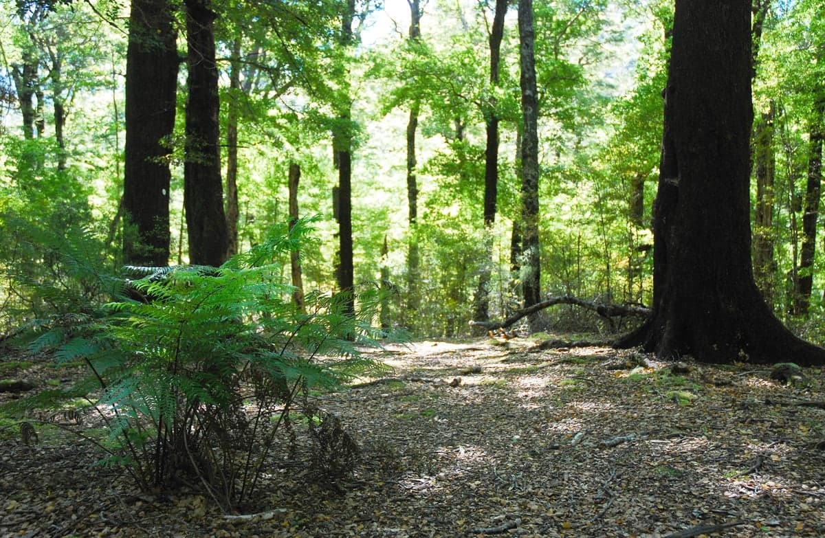 Beech trees along Five Mile Loop track.