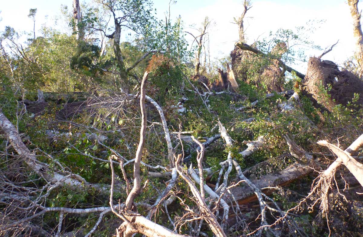 Fallen trees completely covering the track.