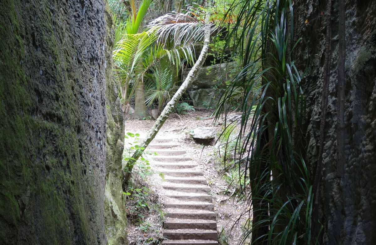 Nikau plans through limestone block