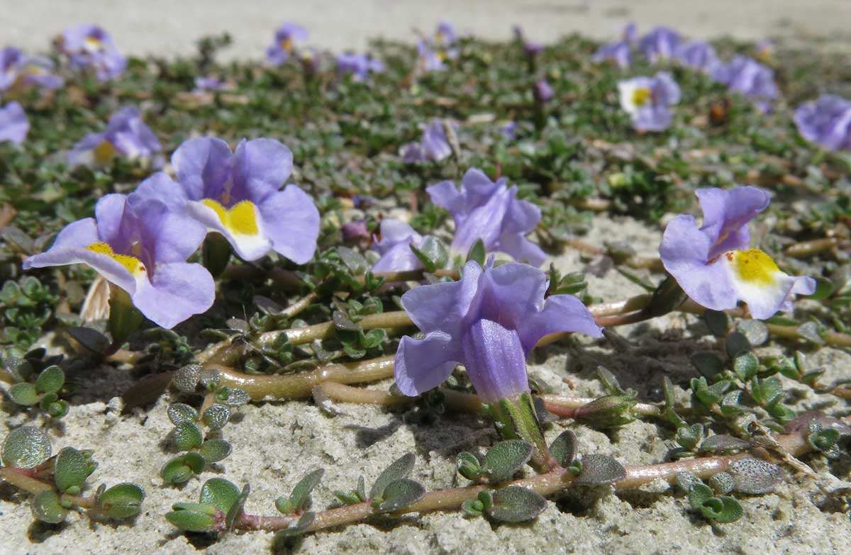 New Zealand musk (Mimulus repens).
