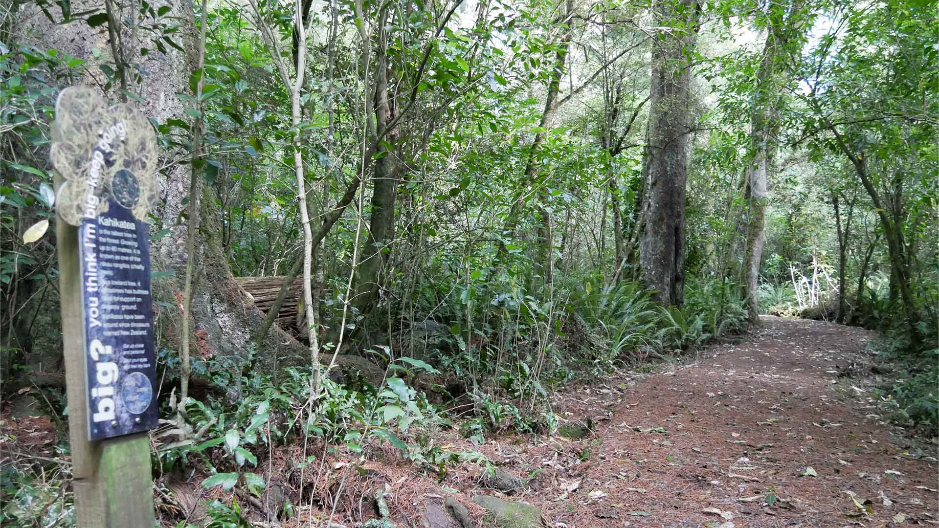Information board about kahikatea trees in Peel Forest Park Scenic Reserve.