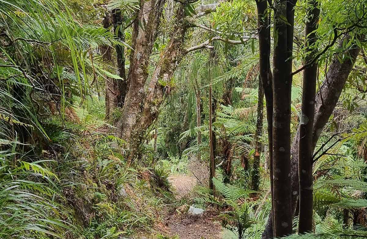 Waipapa Track to Waitawheta Hut.