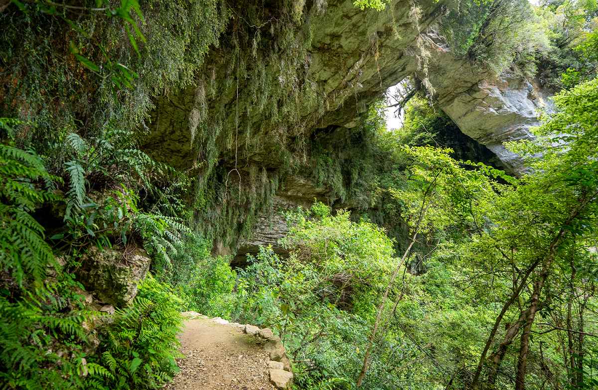 Track winding through native forest beneath a natural limestone arch draped with hanging vegetation.