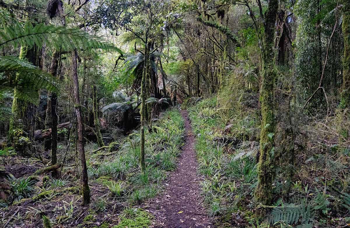 Waihāhā Hut track