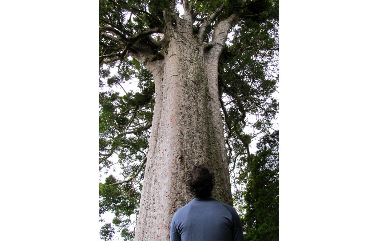 Looking up at square kauri.