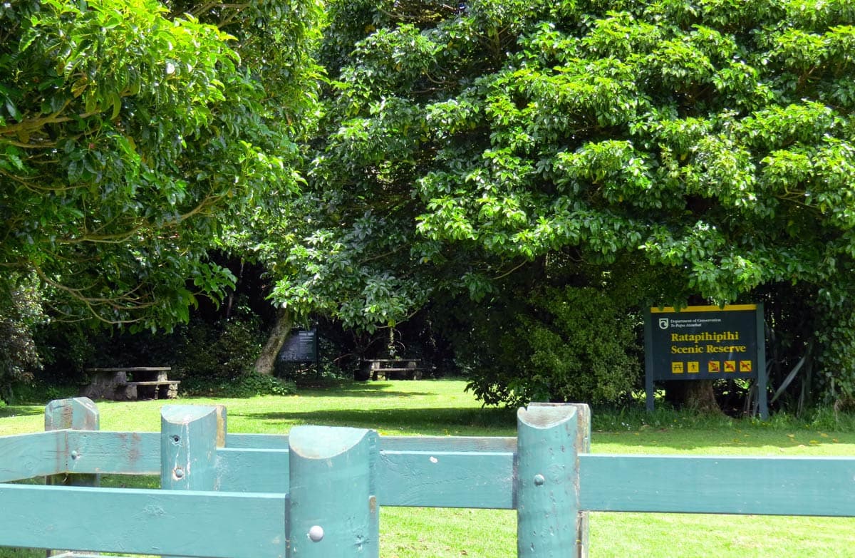 Ratapihipihi Scenic Reserve picnic area.