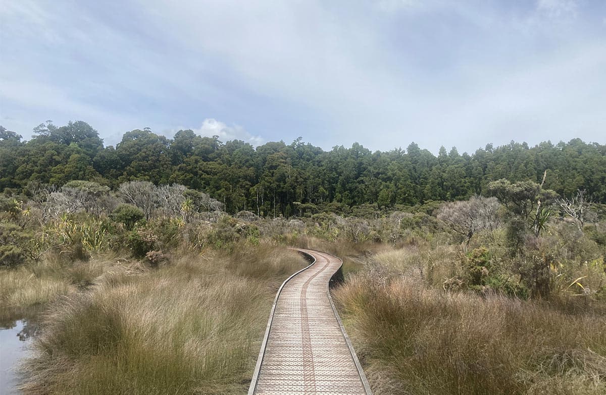 This is where the track leaves the estuary and enters the forest