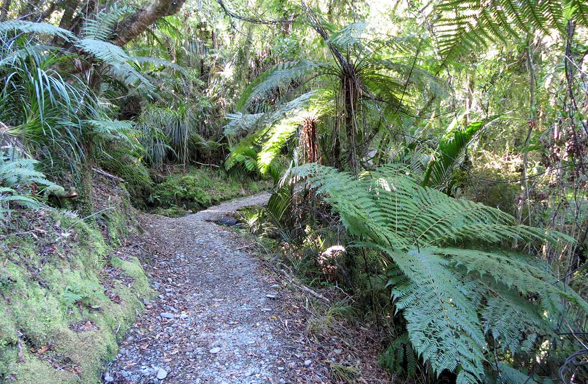 A flat wide path through native bush.