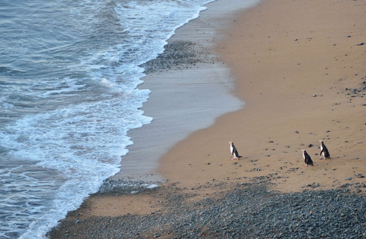 Penguins at Bushy Beach.