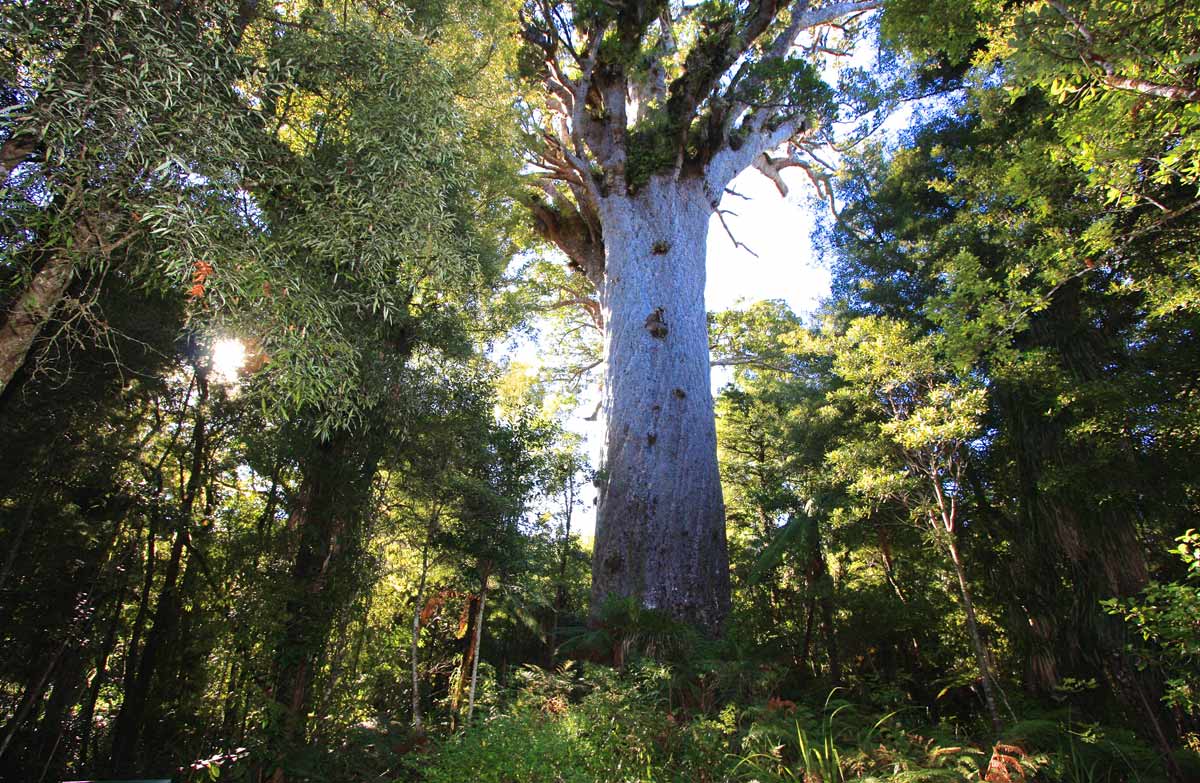 Photo looking up towards a large grey tree with green leaves high on the top of it. The sun is piercing throuh the forest canopy.