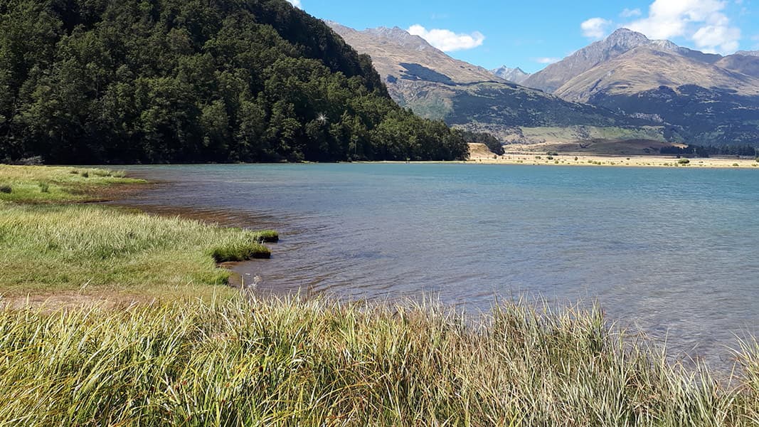 Reeds and a grassy shore beside Diamond Lake near Glenorchy, with forest and mountains across the water.