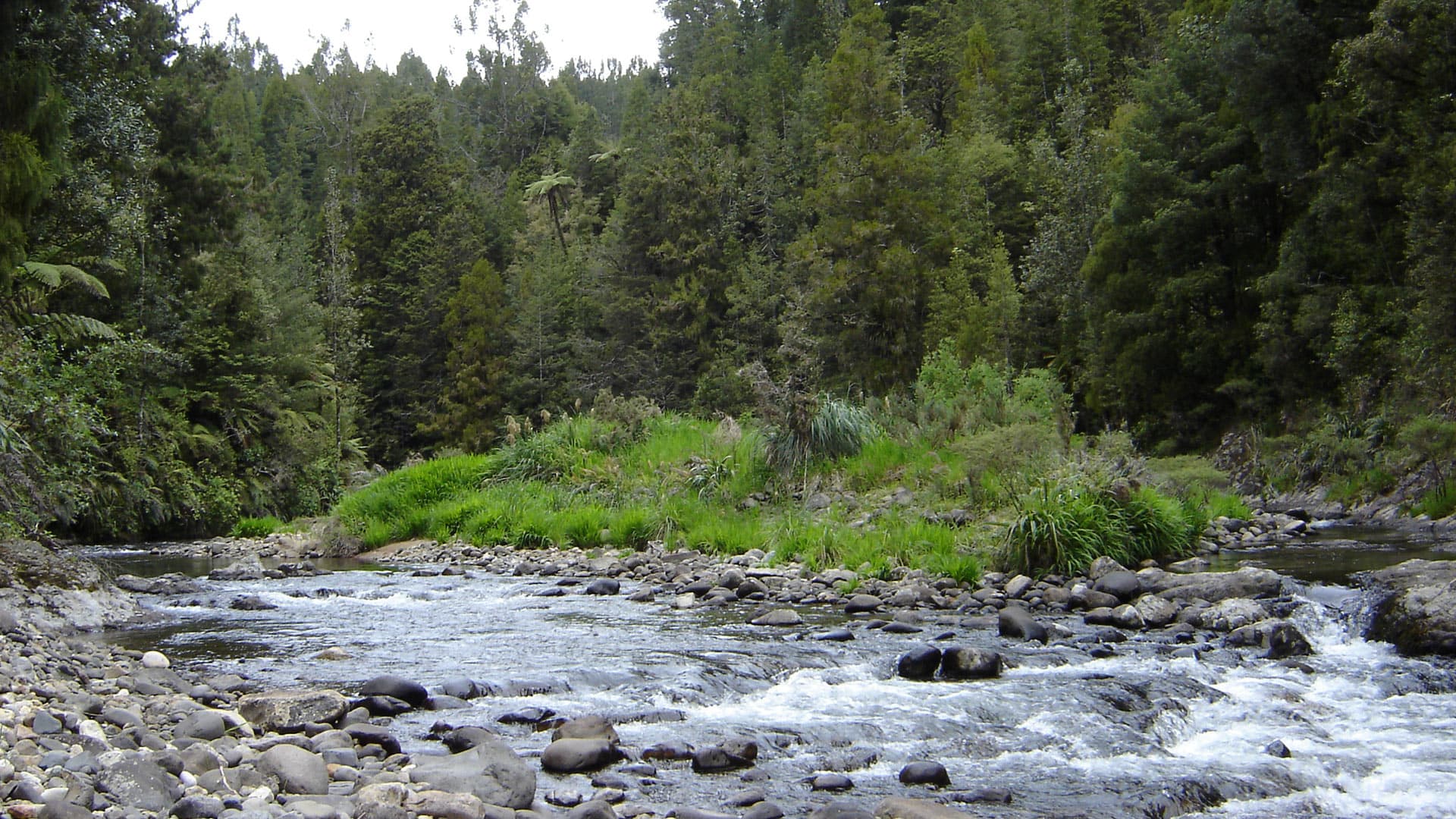 Rocky flowing water in Waitewheta Stream with dense forest beyond, upstream from Dickey Flat.