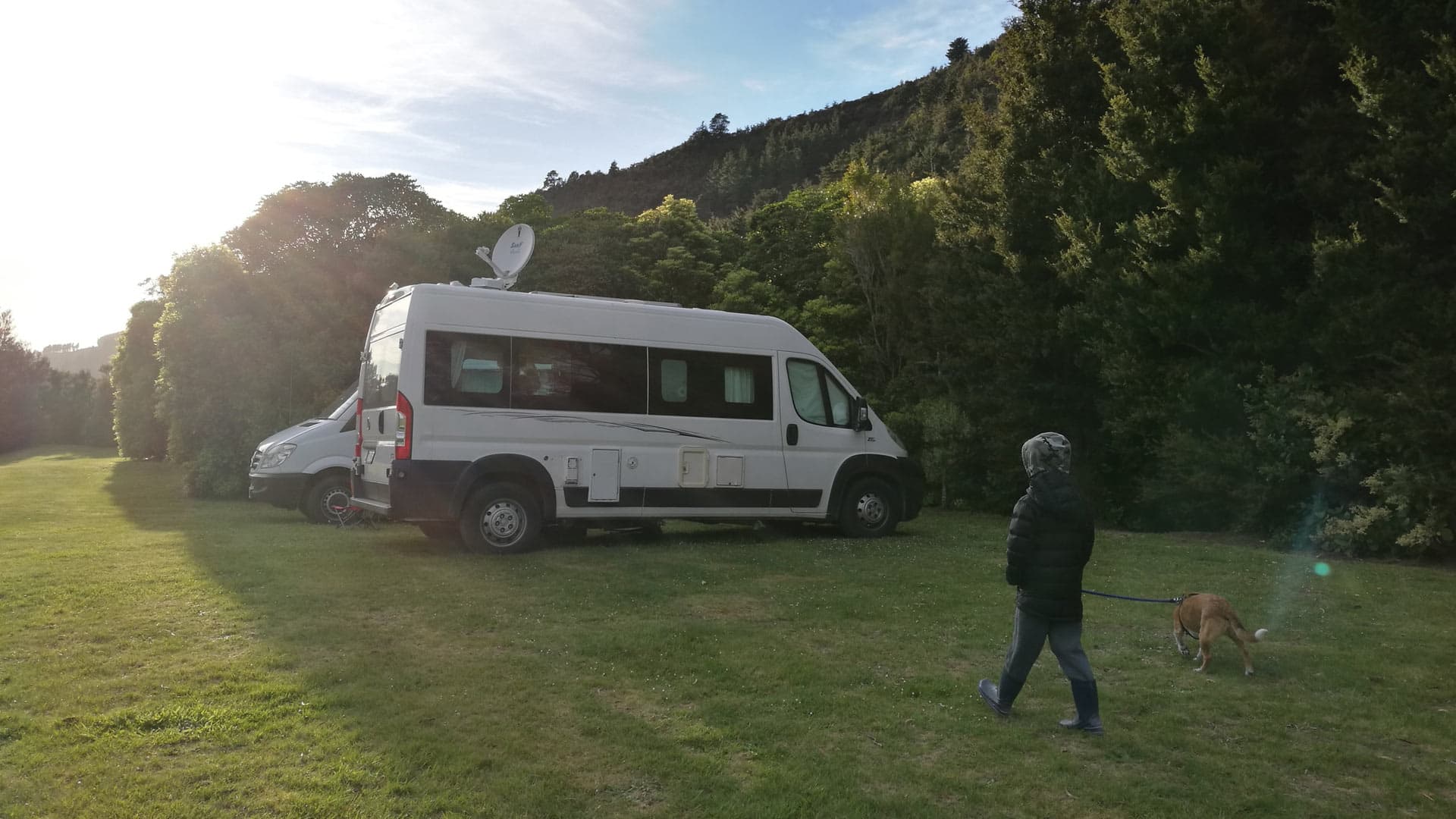Campervans on grass beside forest at Holdsworth Campsite, with a person walking a dog on a lead.