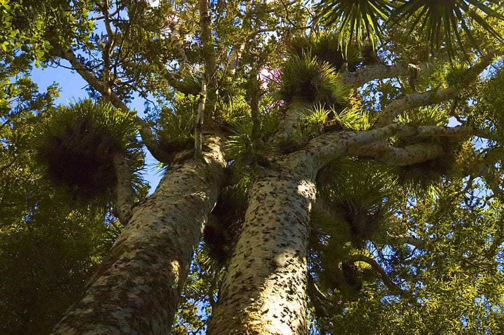 Two large kauri trunks and their leafy crowns viewed from below in Trounson Kauri Park.