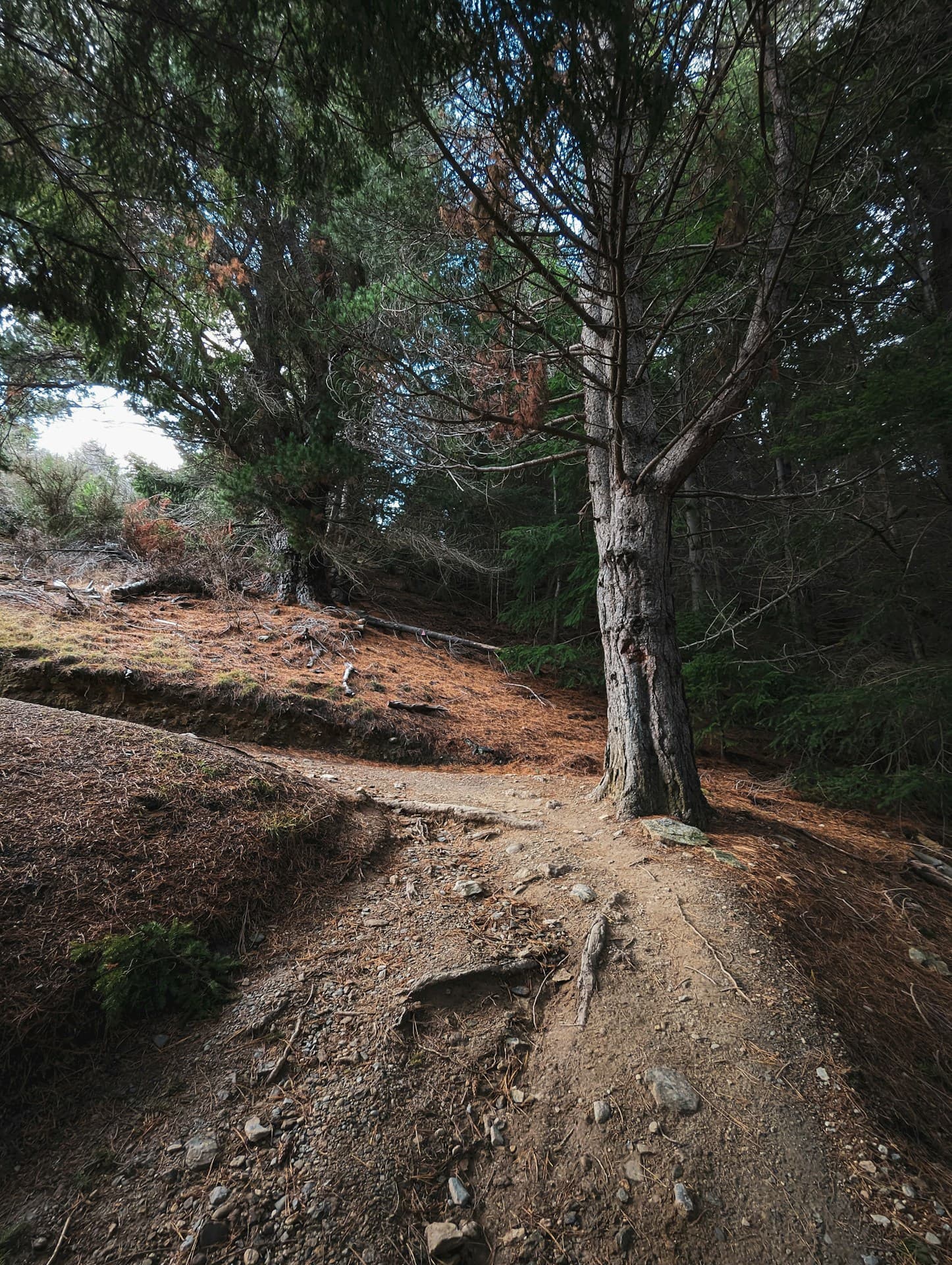 A rocky, root-lined bend beneath pine trees on Queenstown Hill Track.