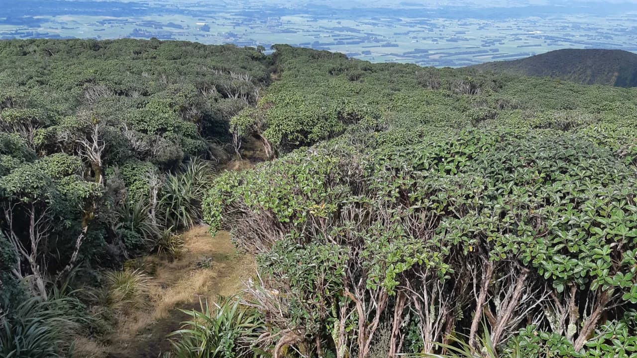 A Frame Hut & Takapari Road Track: Dense low vegetation along the named track.