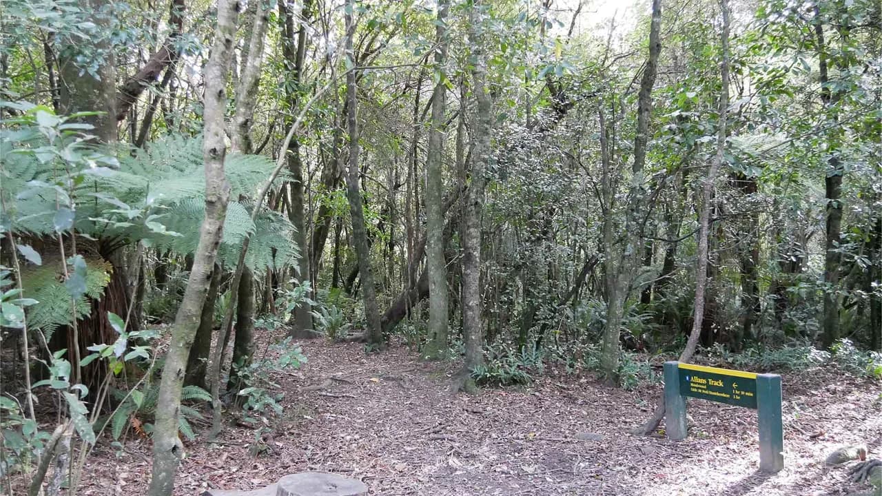 Peel Forest - Allans Track: Signed forest path entrance.