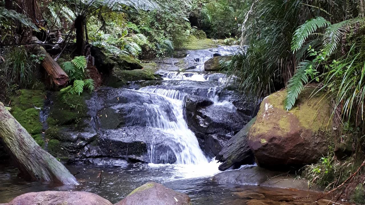 Aongatete Long Loop Walk: Small forest stream cascade on the named walk.