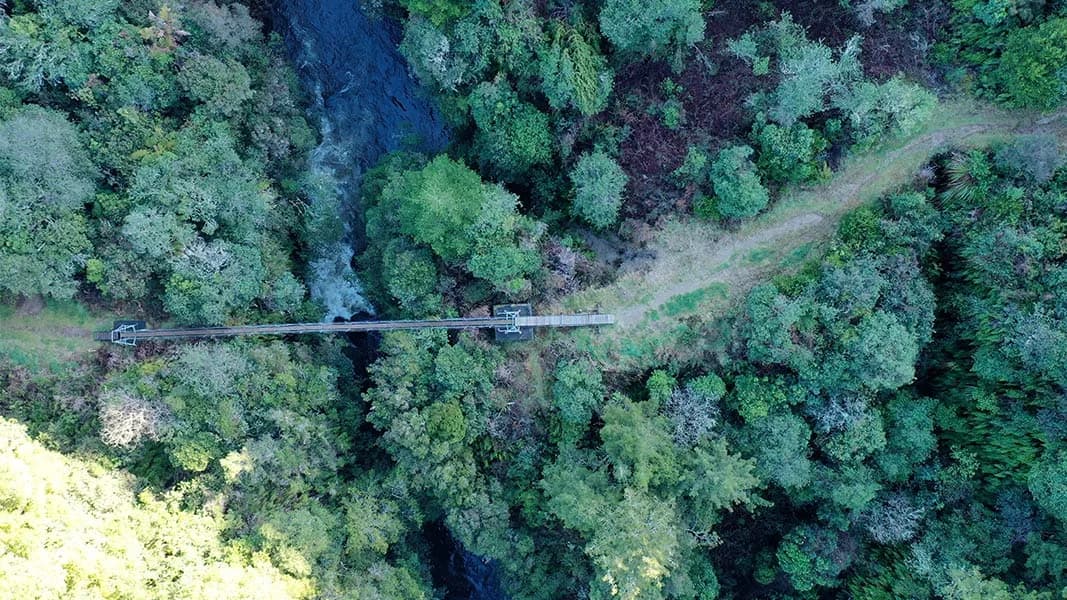 Arataki Track: Overhead view of a footbridge and forest path.