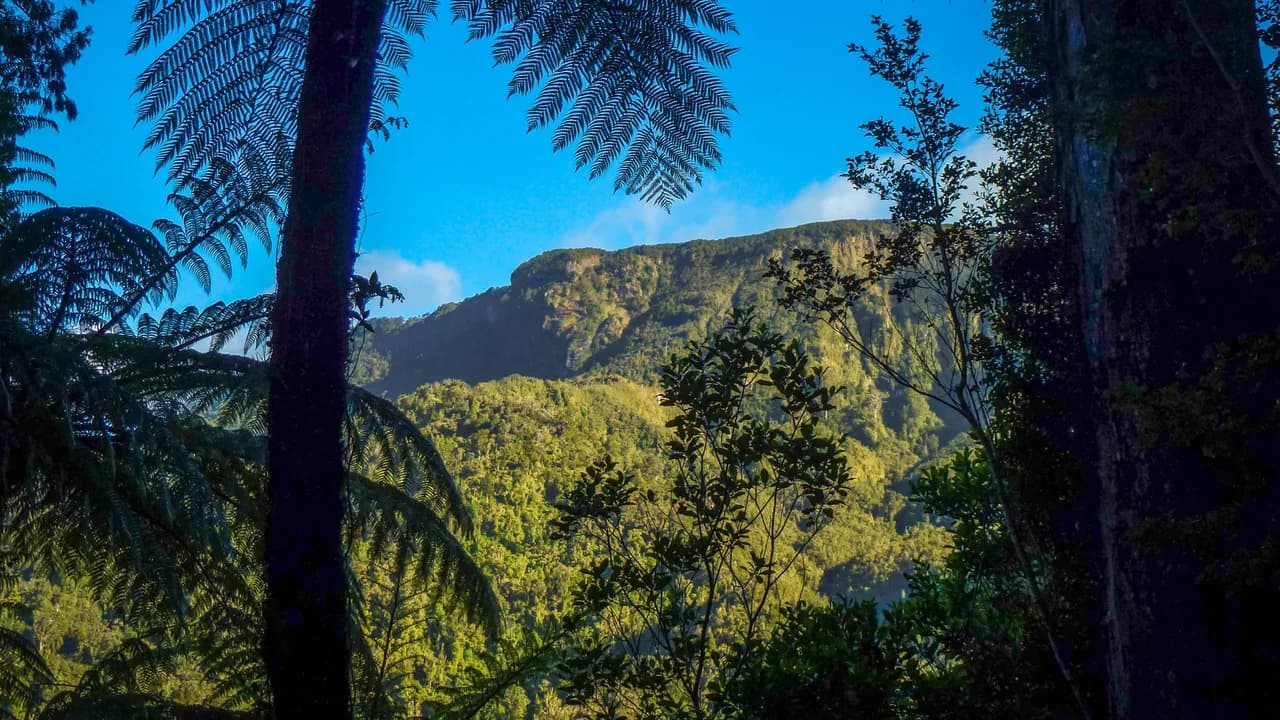 View from Billygoat Circuit: View through ferns from the named circuit.