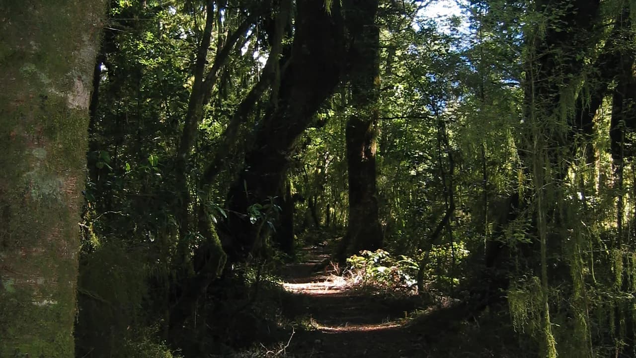Makarora Bush Walk: Shaded native forest path.