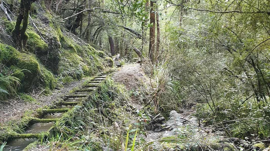 Water race on Ngahere Ara Track: Historic water race and forest steps on Ngahere Ara Track.
