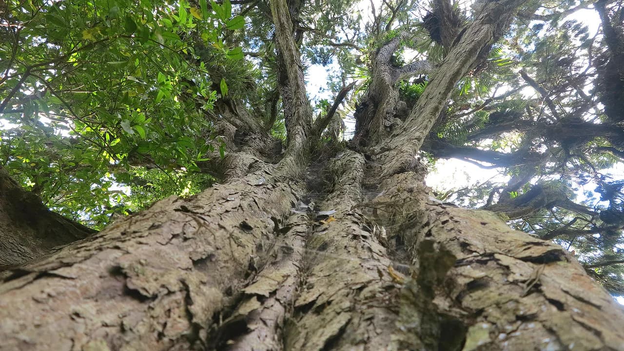 Looking up the trunk of an ancient rimu on the northern loop track: Ancient rimu trunk on the northern Opepe loop.