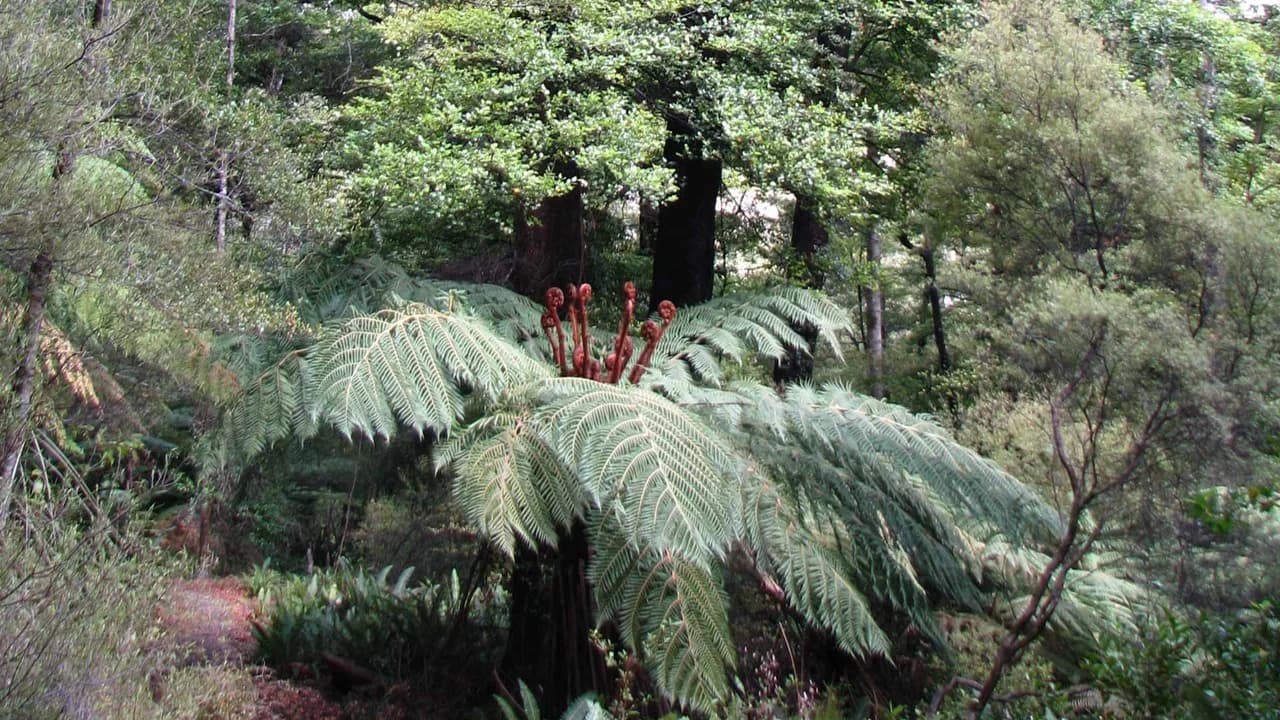 Opouri Bridle Track: Tree ferns on Opouri Bridle Track.