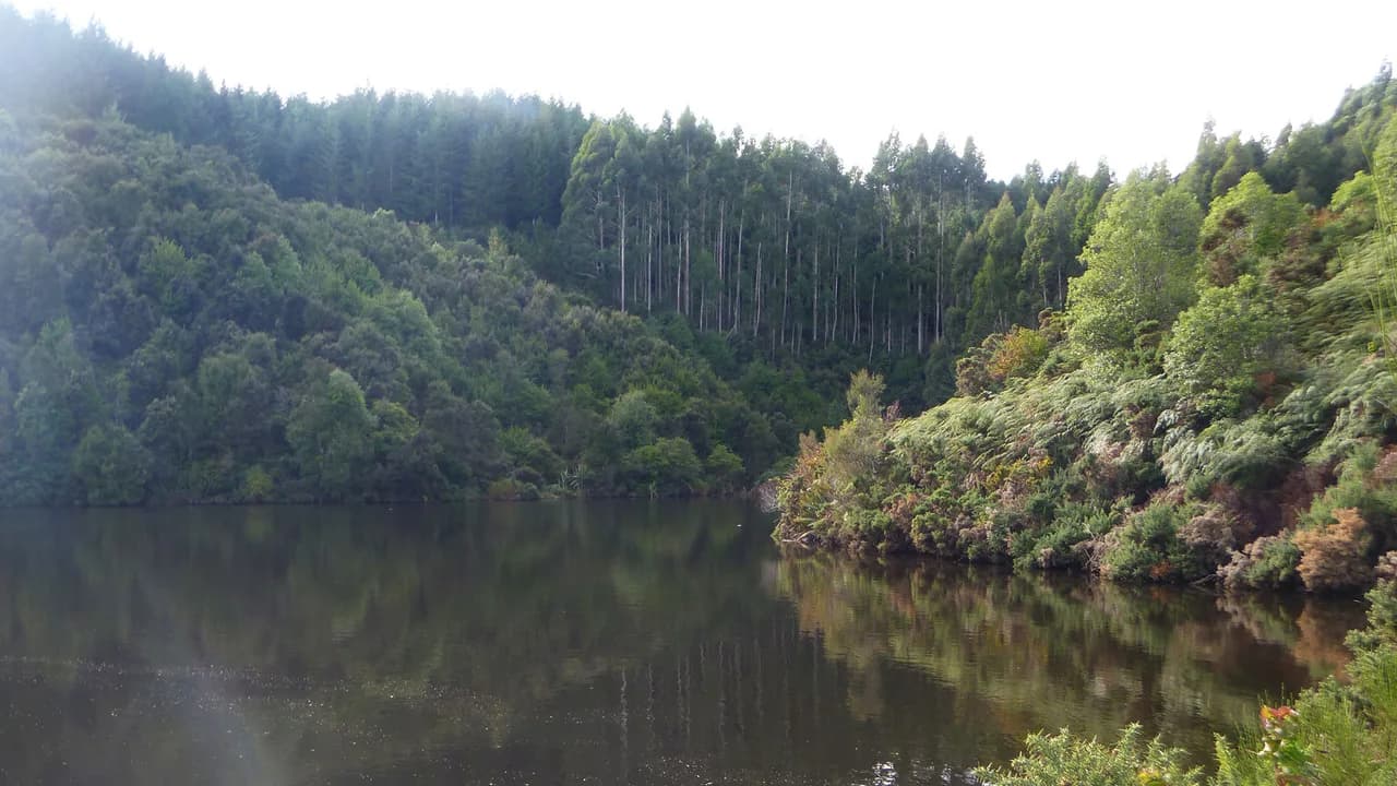 Gabriels Gully: Gabriels Gully water and forest, exact Otago Dam section unconfirmed.
