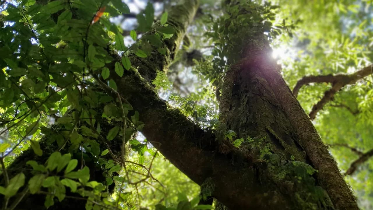 Otanewainuku Forest: Large tree in Otanewainuku Forest; exact Rimu Loop section unconfirmed.